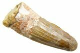 Fossil Spinosaurus Tooth - Real Dinosaur Tooth #362911-1